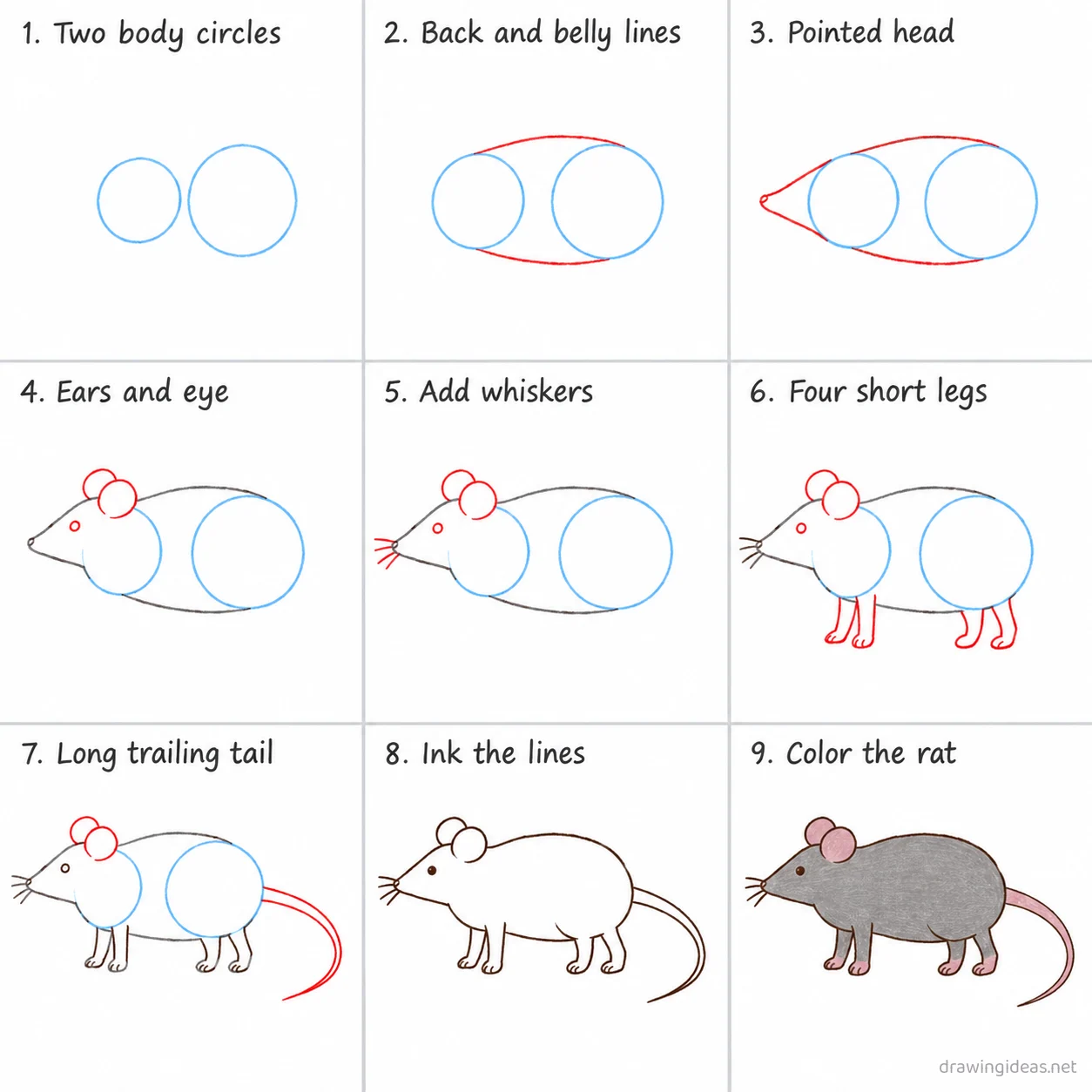 How to draw a rat step by step — 9-step rat drawing tutorial sheet