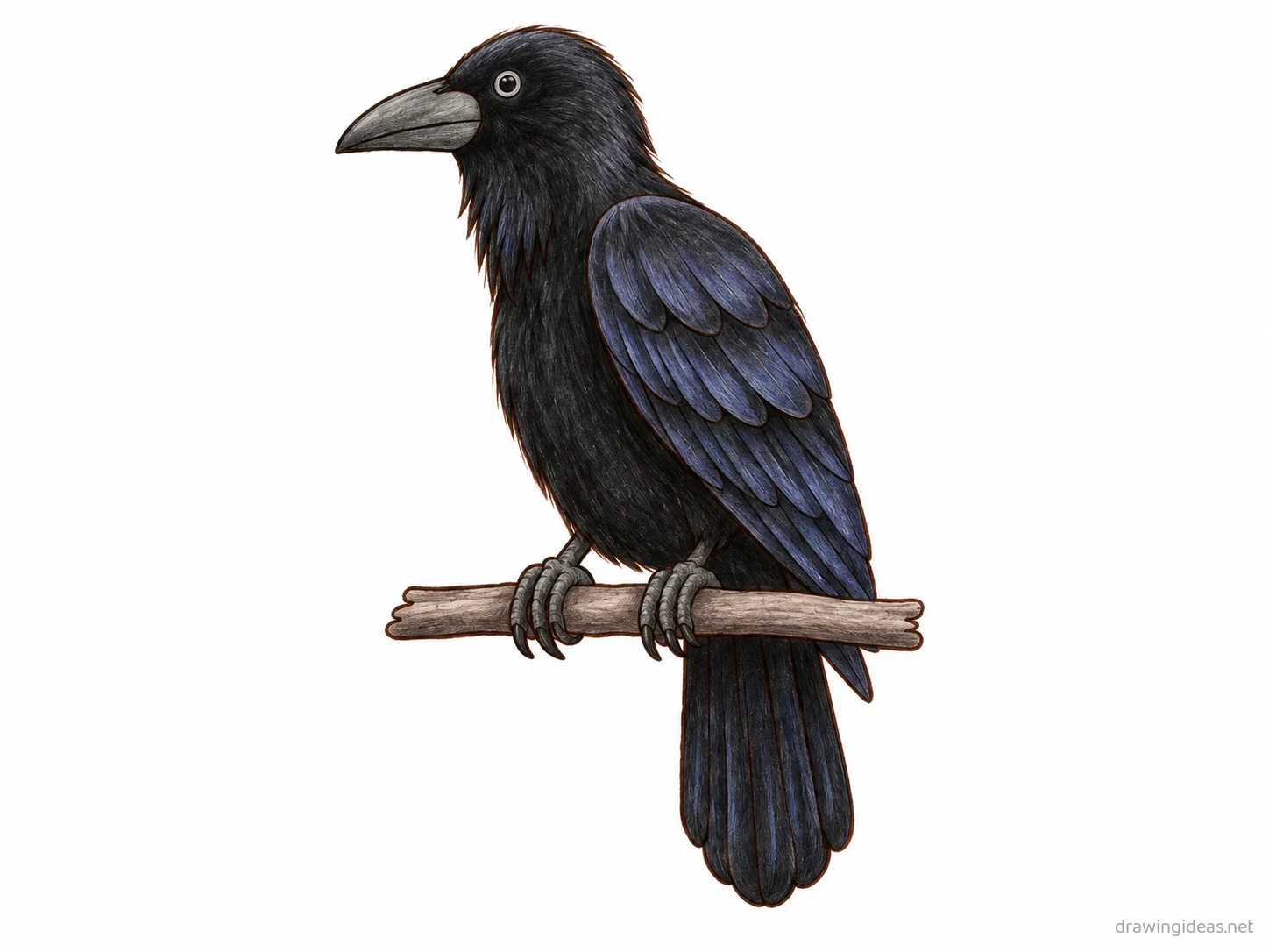Raven drawing — hand-drawn raven illustration with ink lines and soft colors