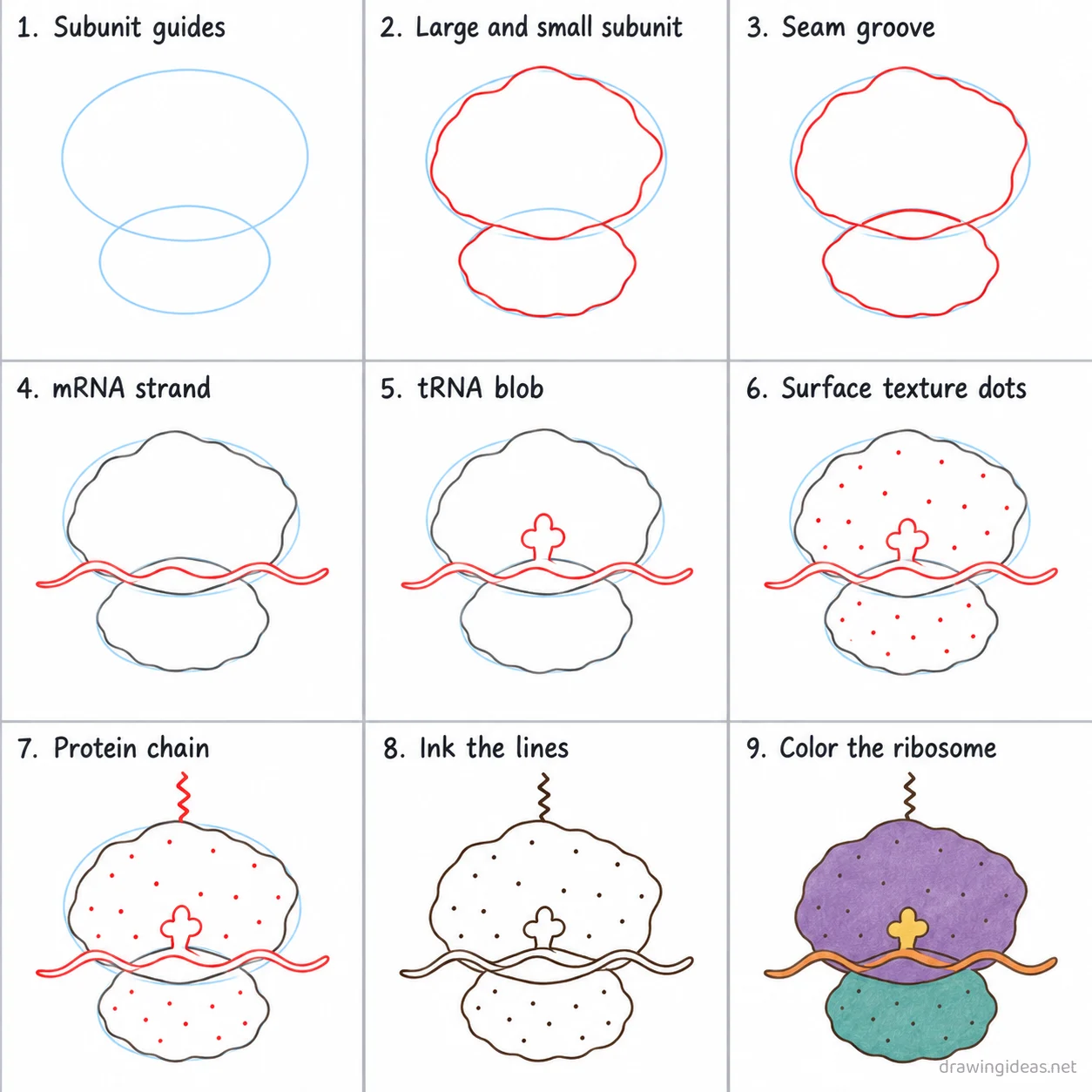 How to draw ribosomes step by step — 9-step ribosomes drawing tutorial sheet