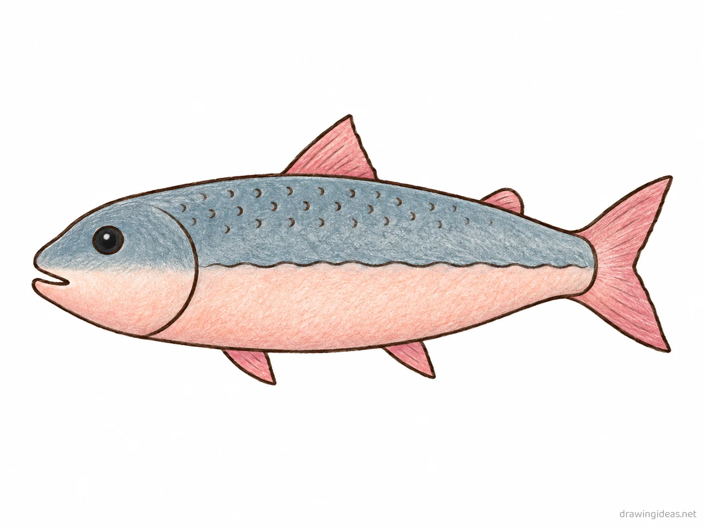 Salmon drawing — hand-drawn salmon illustration with ink lines and soft colors