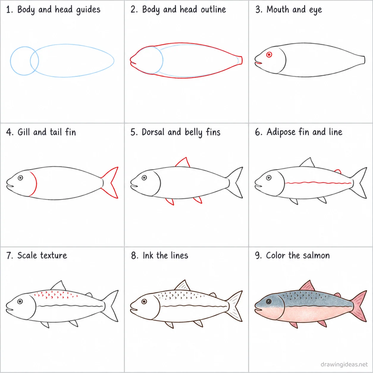How to draw a salmon step by step — 9-step salmon drawing tutorial sheet