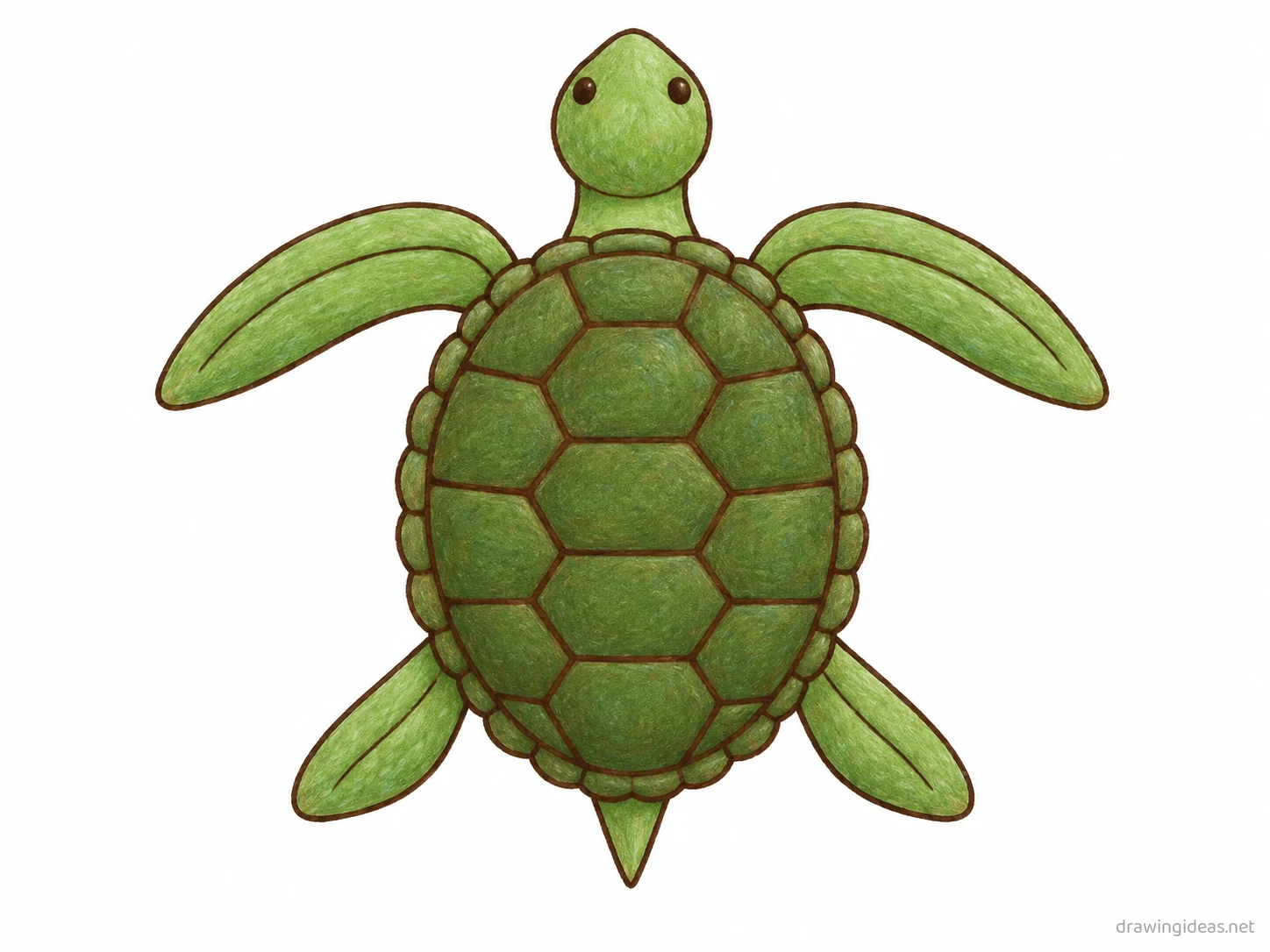Sea Turtle drawing — hand-drawn sea turtle illustration with ink lines and soft colors