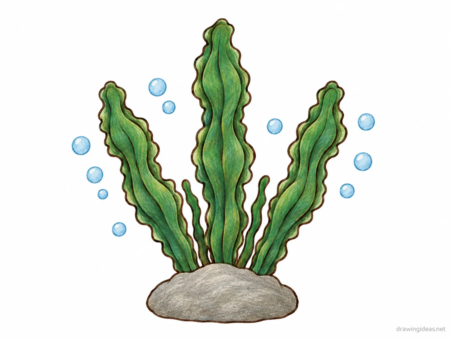 Seaweed drawing — hand-drawn seaweed illustration with ink lines and soft colors