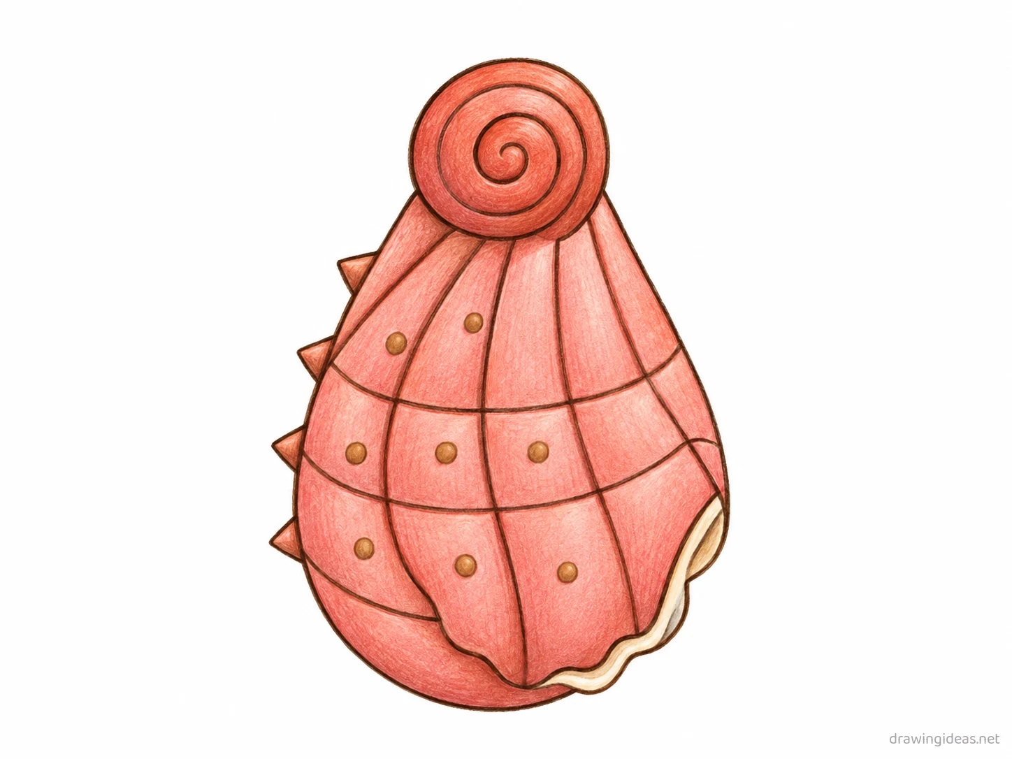 Shell drawing — hand-drawn shell illustration with ink lines and soft colors