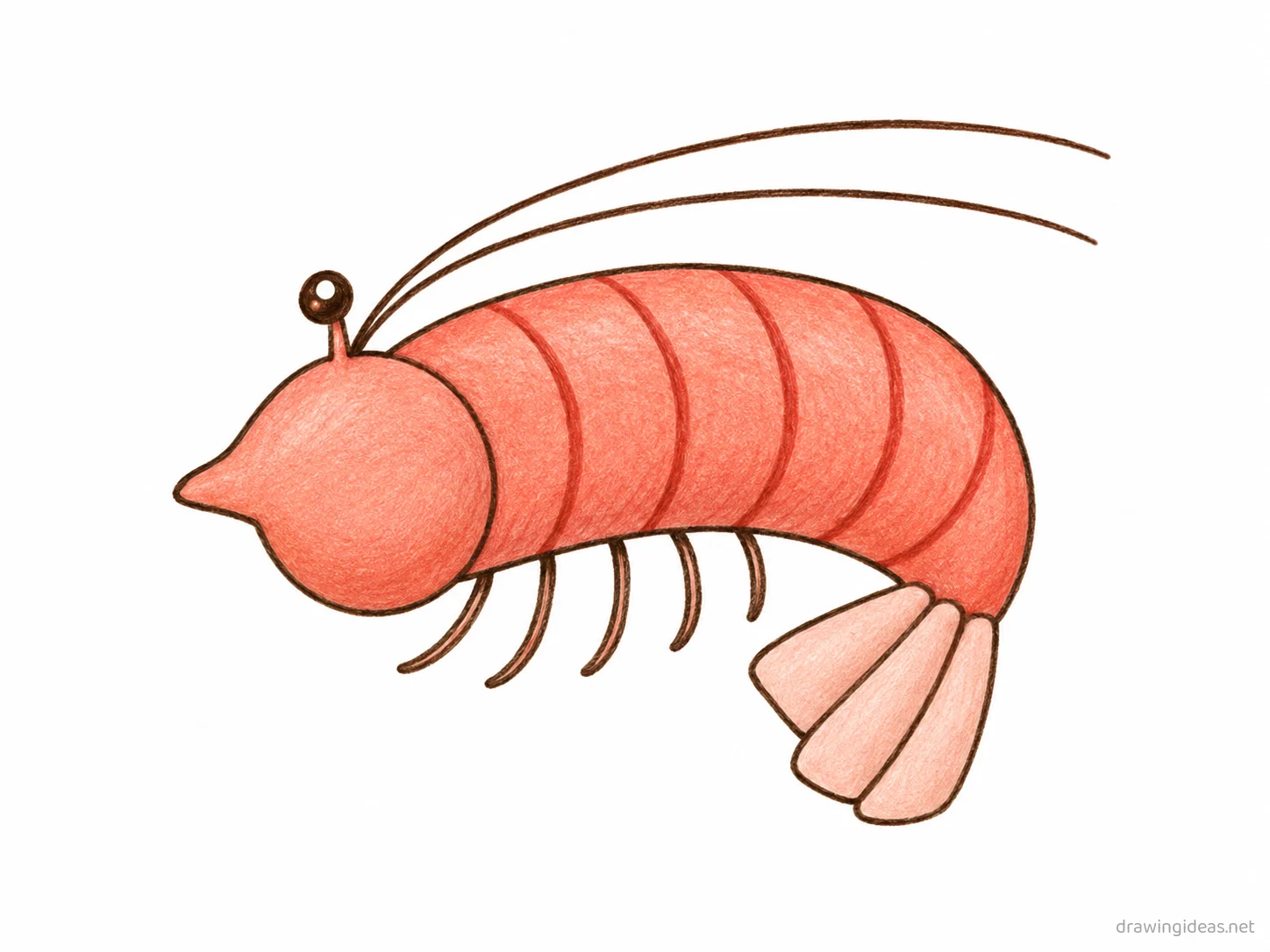 Shrimp drawing — hand-drawn shrimp illustration with ink lines and soft colors