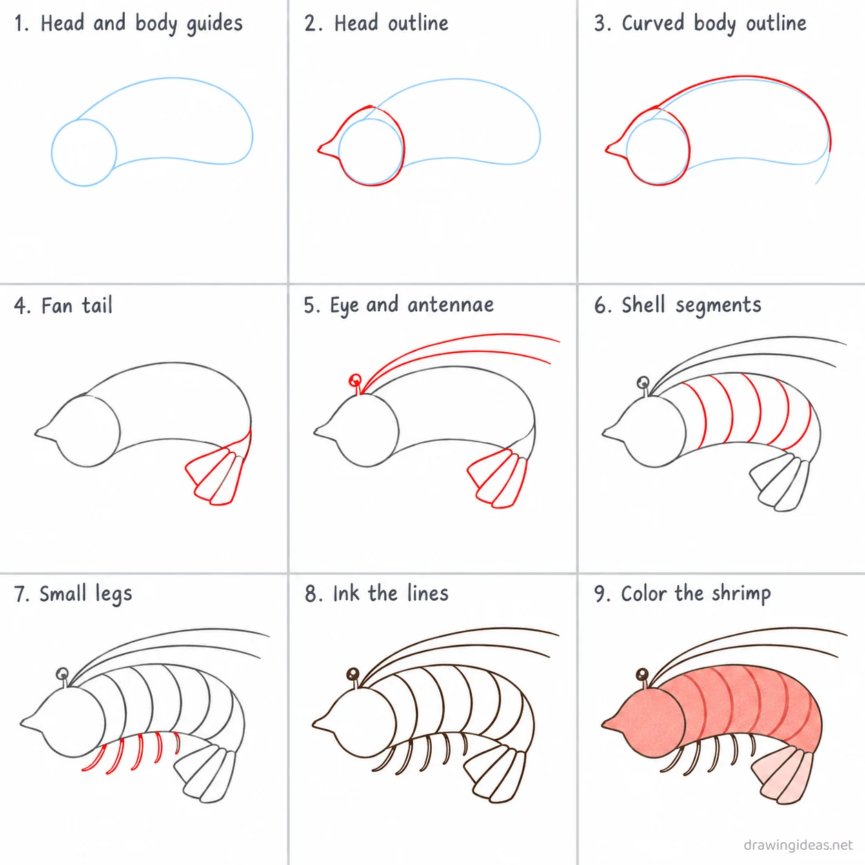 How to draw a shrimp step by step — 9-step shrimp drawing tutorial sheet