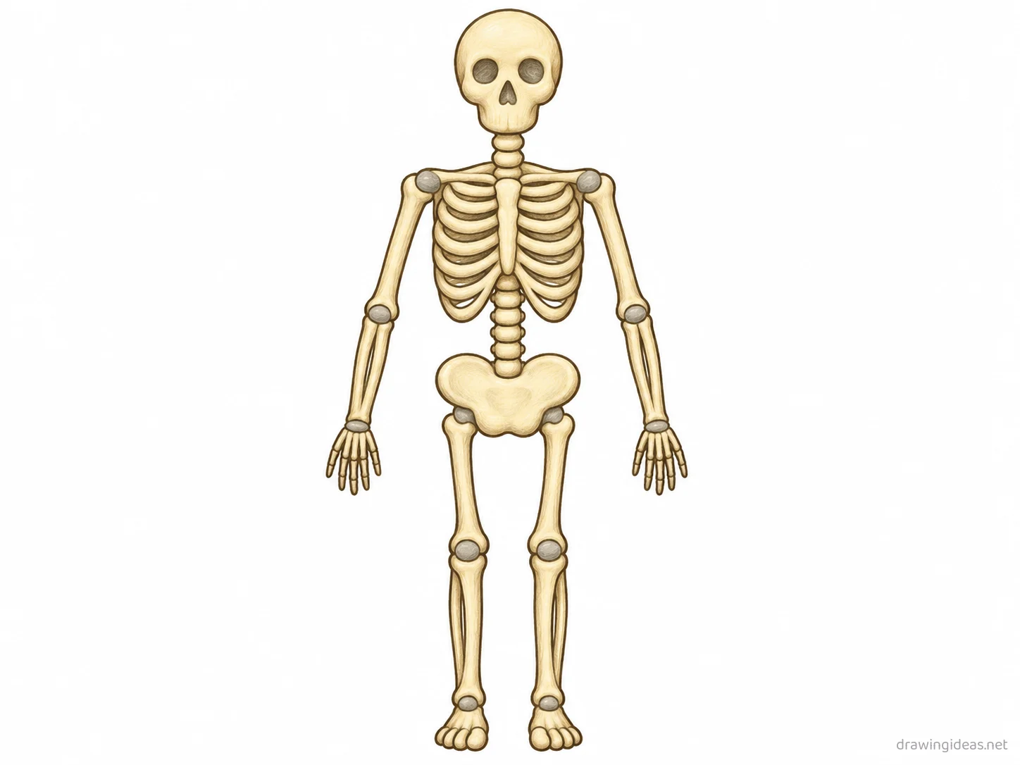 Skeletal System drawing — hand-drawn Skeletal System illustration with ink lines and soft colors