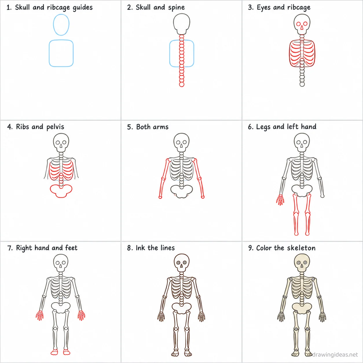 How to draw the Skeletal System step by step — 9-step Skeletal System drawing tutorial sheet
