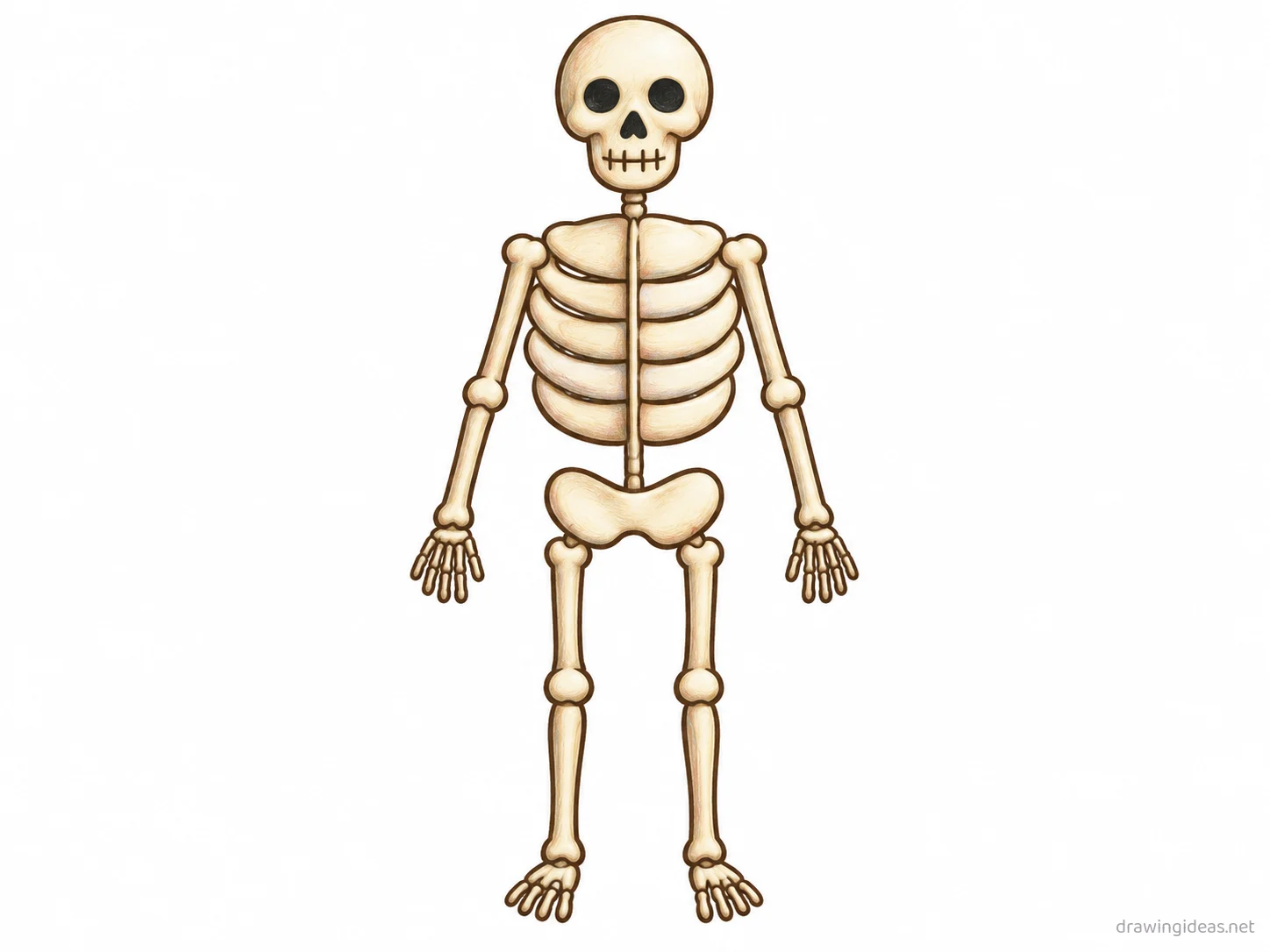 Skeleton drawing — hand-drawn skeleton illustration with ink lines and soft colors