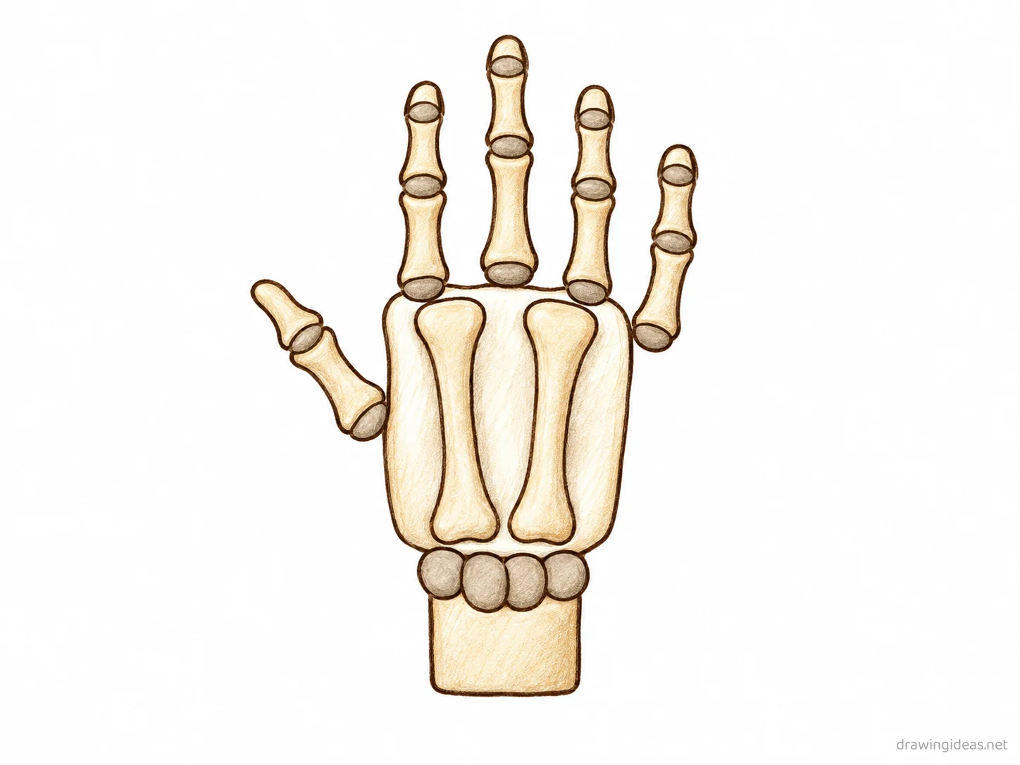 Skeleton Hand drawing — hand-drawn skeleton hand illustration with ink lines and soft colors