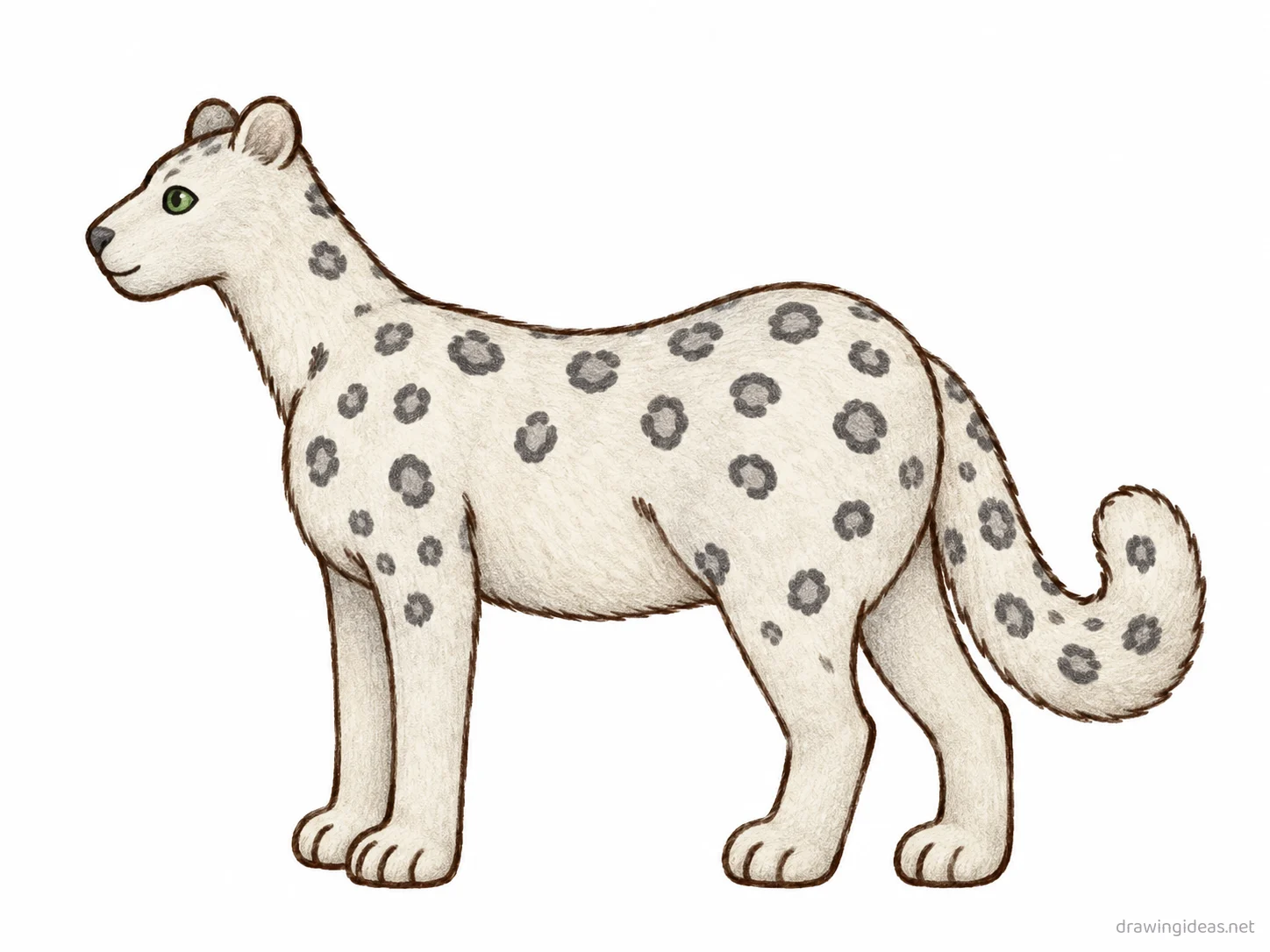 Snow Leopard drawing — hand-drawn snow leopard illustration with ink lines and soft colors