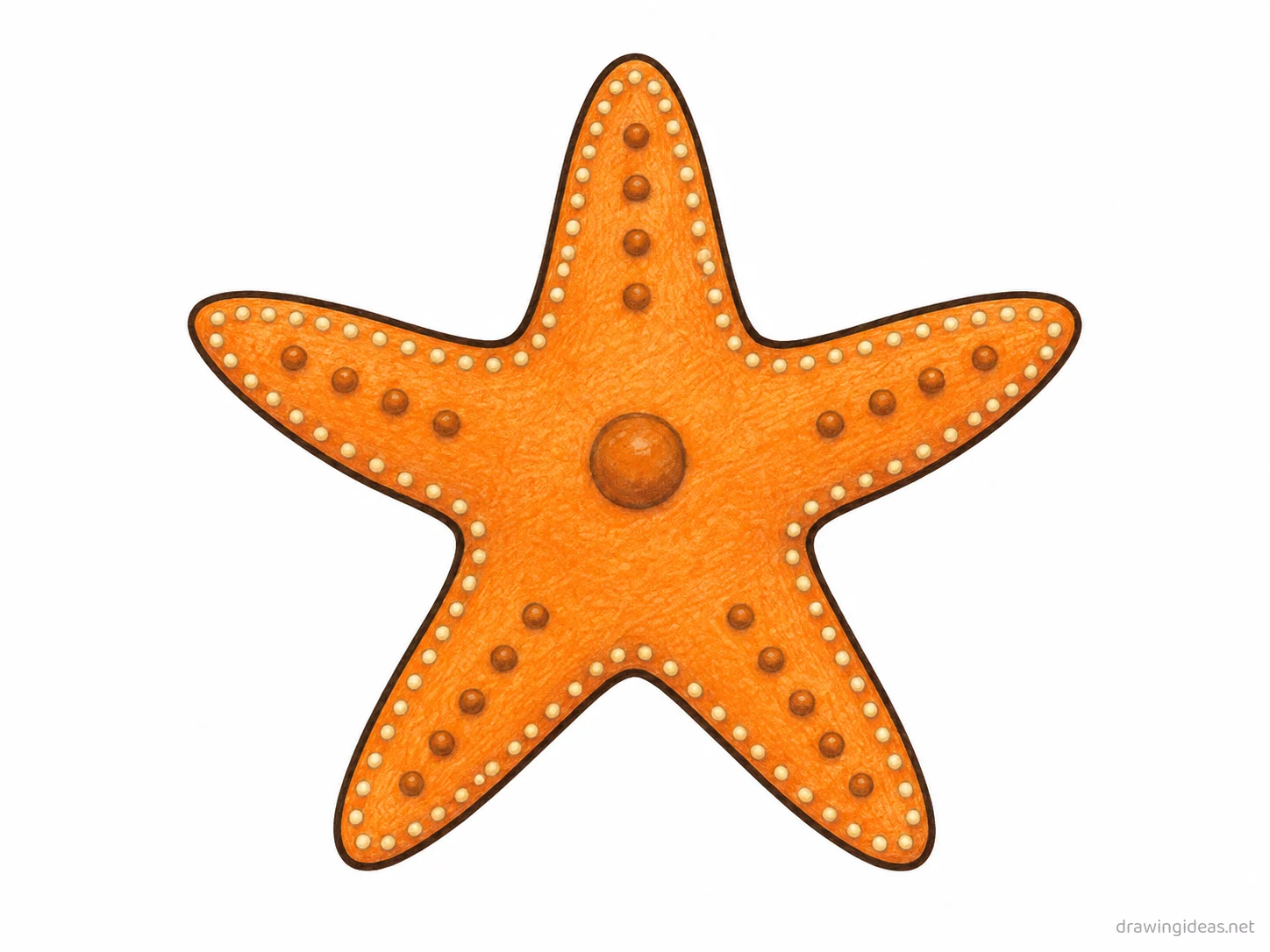 Starfish drawing — hand-drawn starfish illustration with ink lines and soft colors