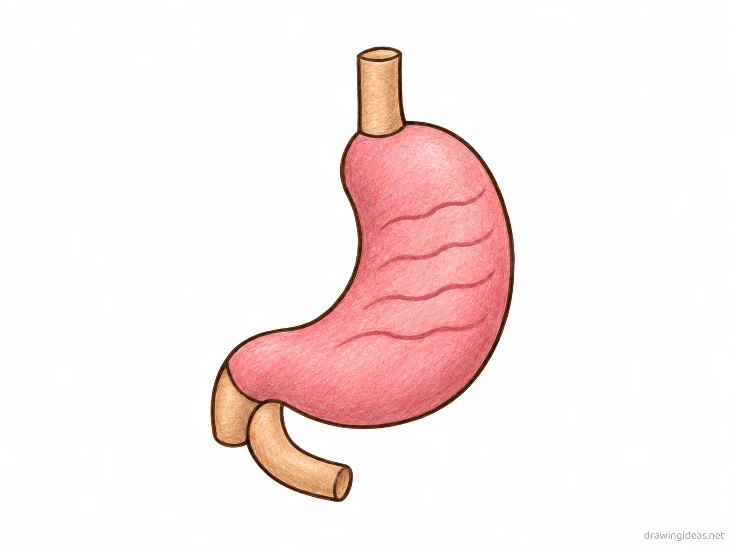Stomach drawing — hand-drawn stomach illustration with ink lines and soft colors