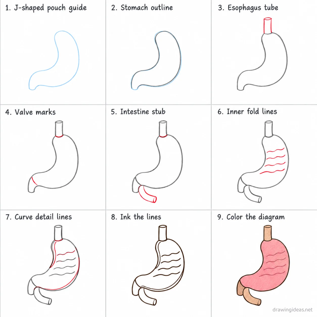 How to draw a stomach step by step — 9-step stomach drawing tutorial sheet