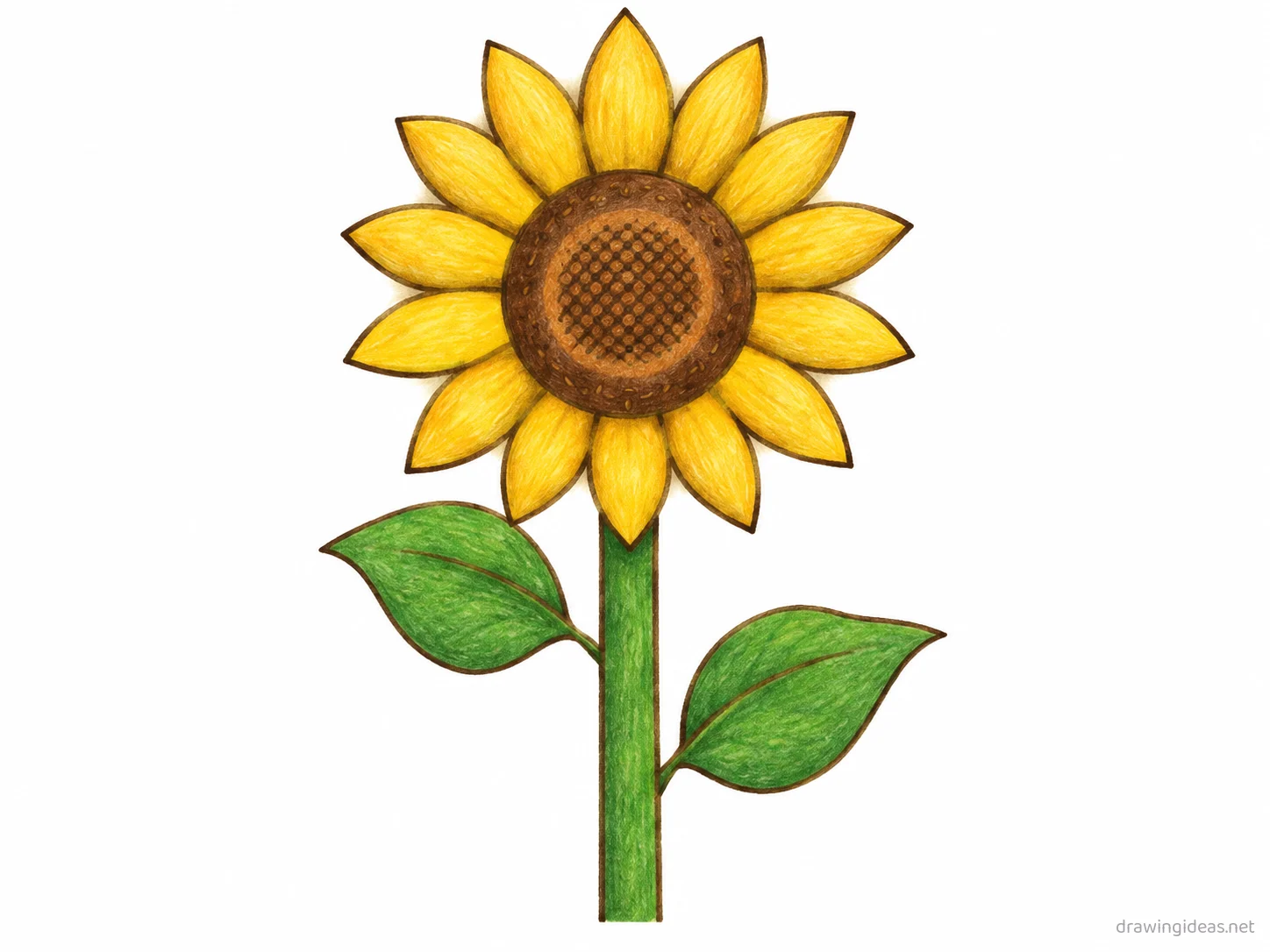 Sunflower drawing — hand-drawn sunflower illustration with ink lines and soft colors