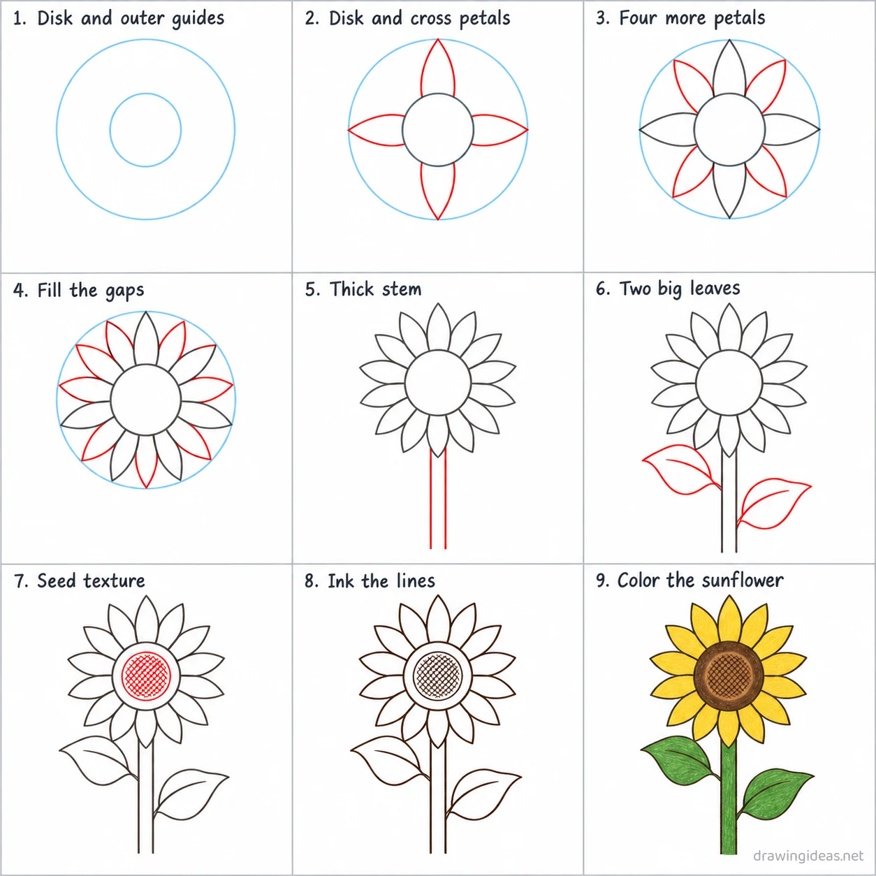 How to draw a sunflower step by step — 9-step sunflower drawing tutorial sheet