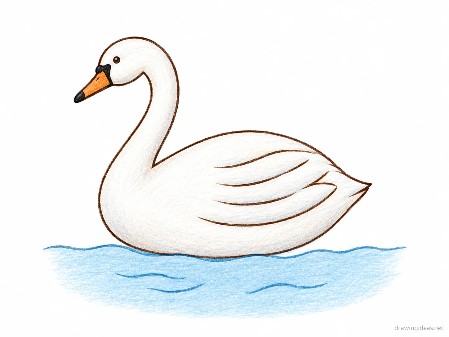 Swan drawing — hand-drawn swan illustration with ink lines and soft colors