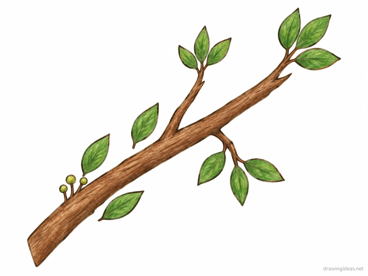 Tree Branch drawing — hand-drawn tree branch illustration with ink lines and soft colors