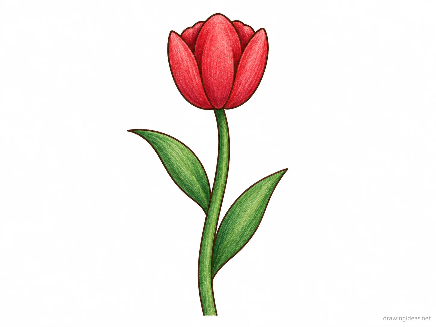 Tulip drawing — hand-drawn tulip illustration with ink lines and soft colors
