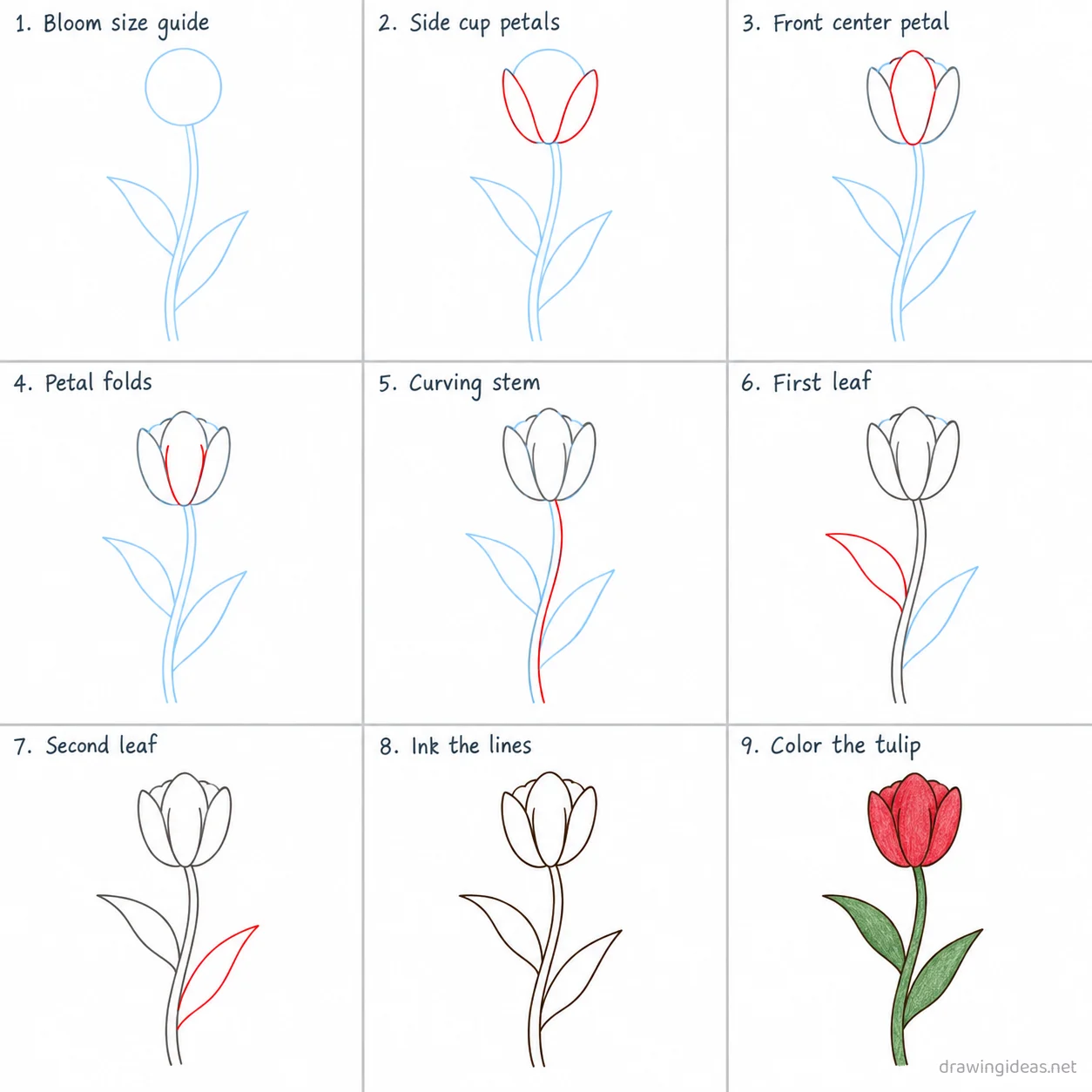 How to draw a tulip step by step — 9-step tulip drawing tutorial sheet