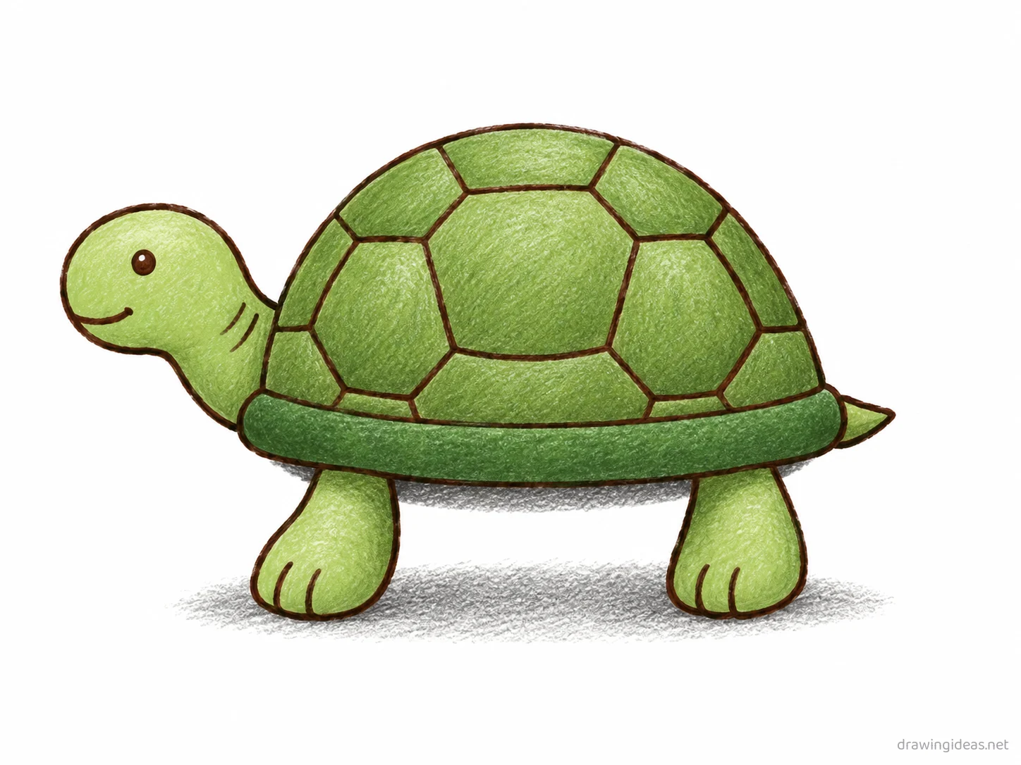 Turtle drawing — hand-drawn turtle illustration with ink lines and soft colors