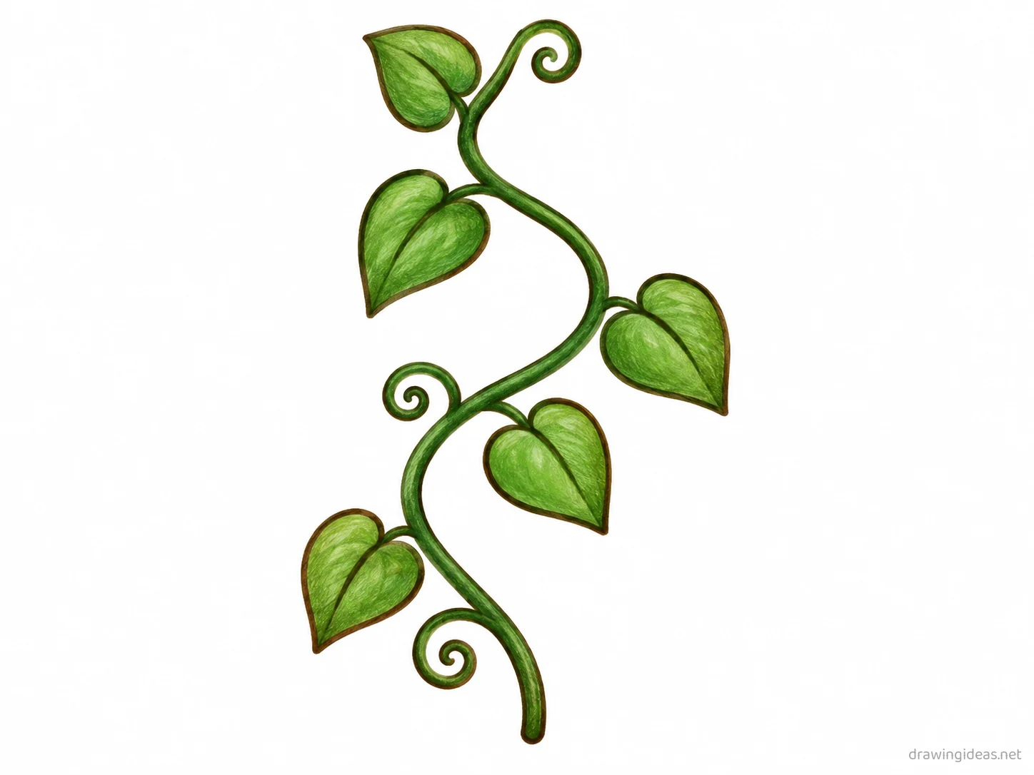 Vine drawing — hand-drawn vine illustration with ink lines and soft colors