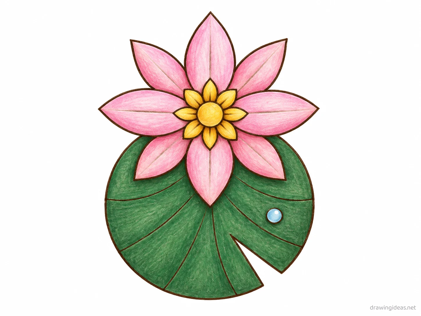 Water Lily drawing — hand-drawn water lily illustration with ink lines and soft colors