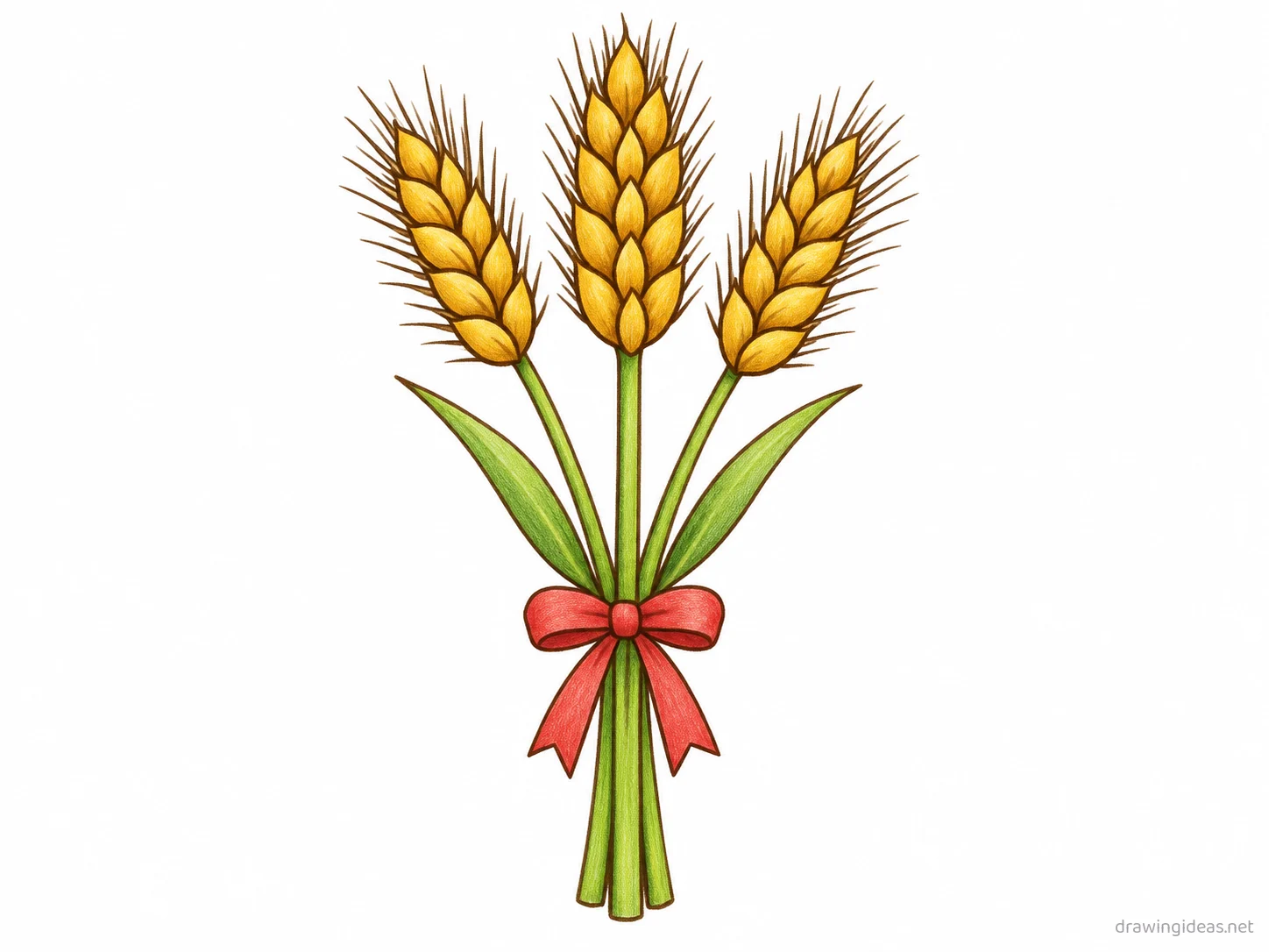 Wheat drawing — hand-drawn wheat illustration with ink lines and soft colors