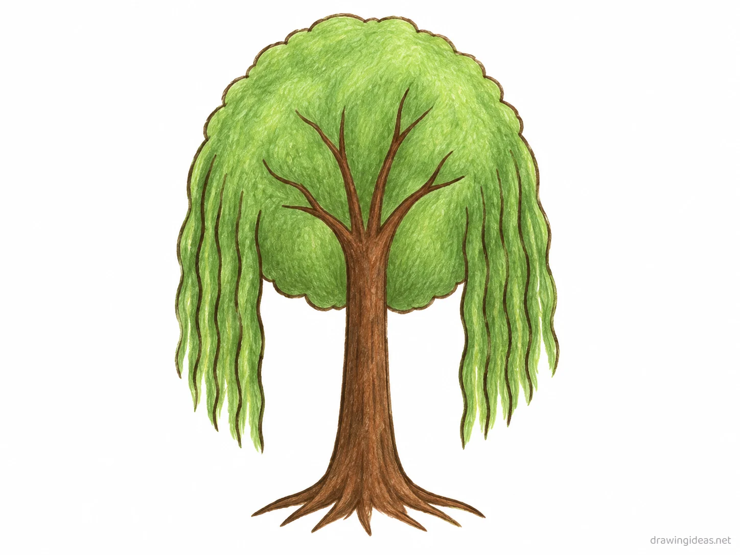Willow Tree drawing — hand-drawn willow tree illustration with ink lines and soft colors