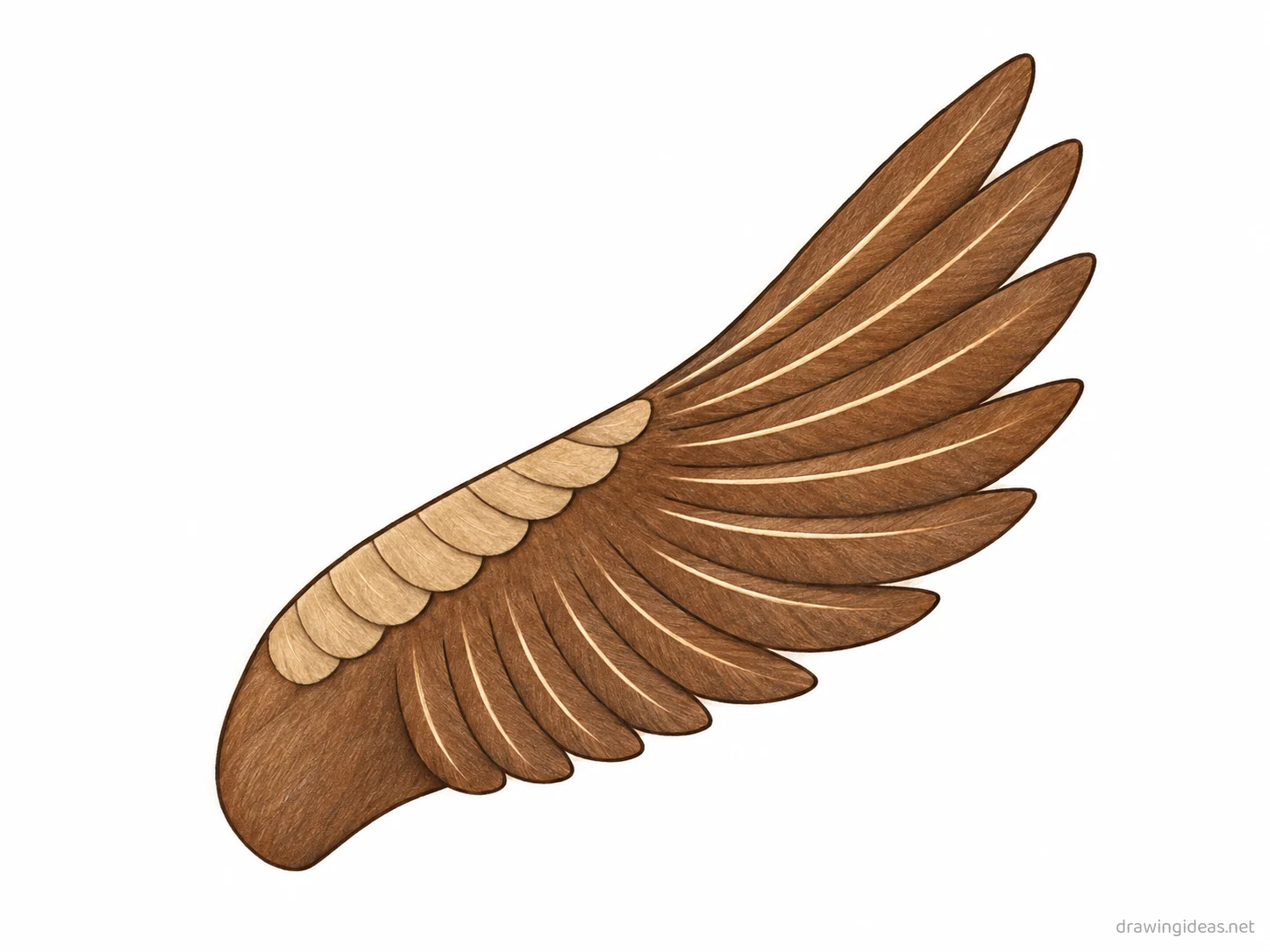 Wing drawing — hand-drawn wing illustration with ink lines and soft colors