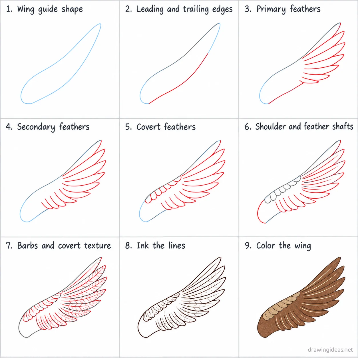 How to draw a wing step by step — 9-step wing drawing tutorial sheet