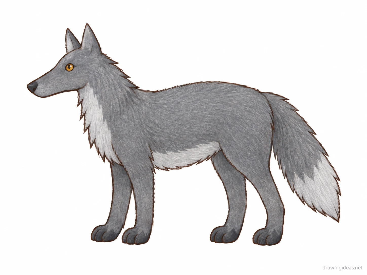 Wolf drawing — hand-drawn wolf illustration with ink lines and soft colors