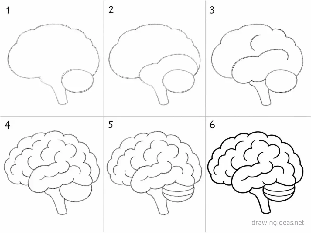 How to draw a brain step by step — 6-step brain drawing tutorial grid