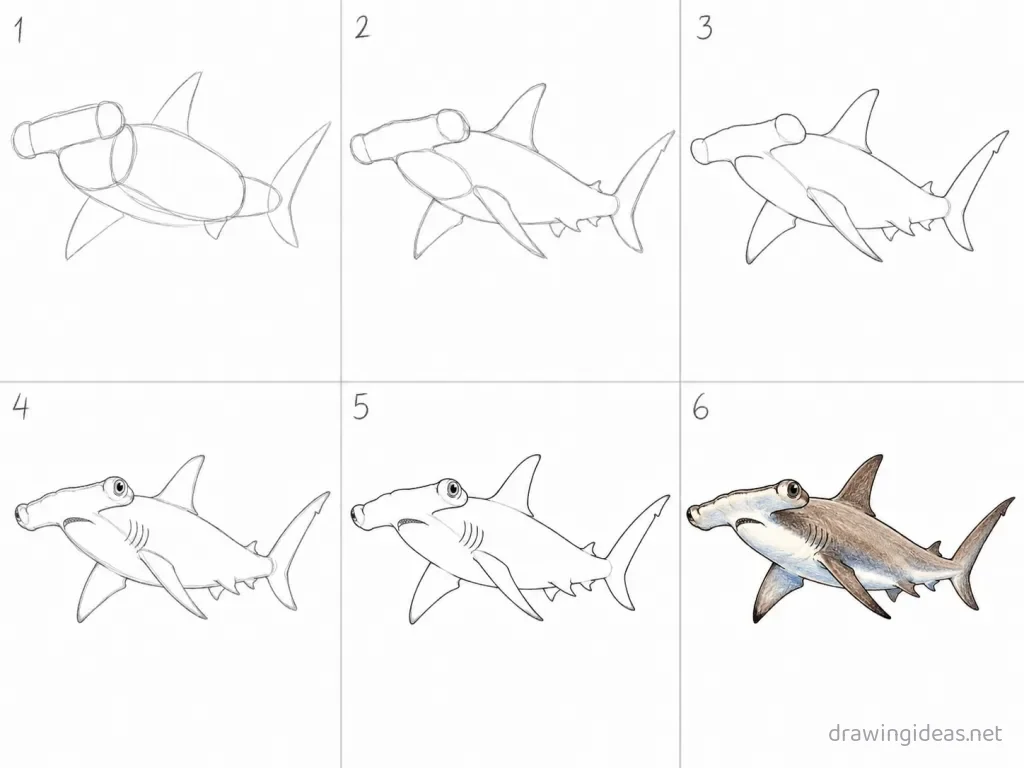 How to draw a hammerhead shark step by step — 6-step hammerhead shark drawing tutorial grid