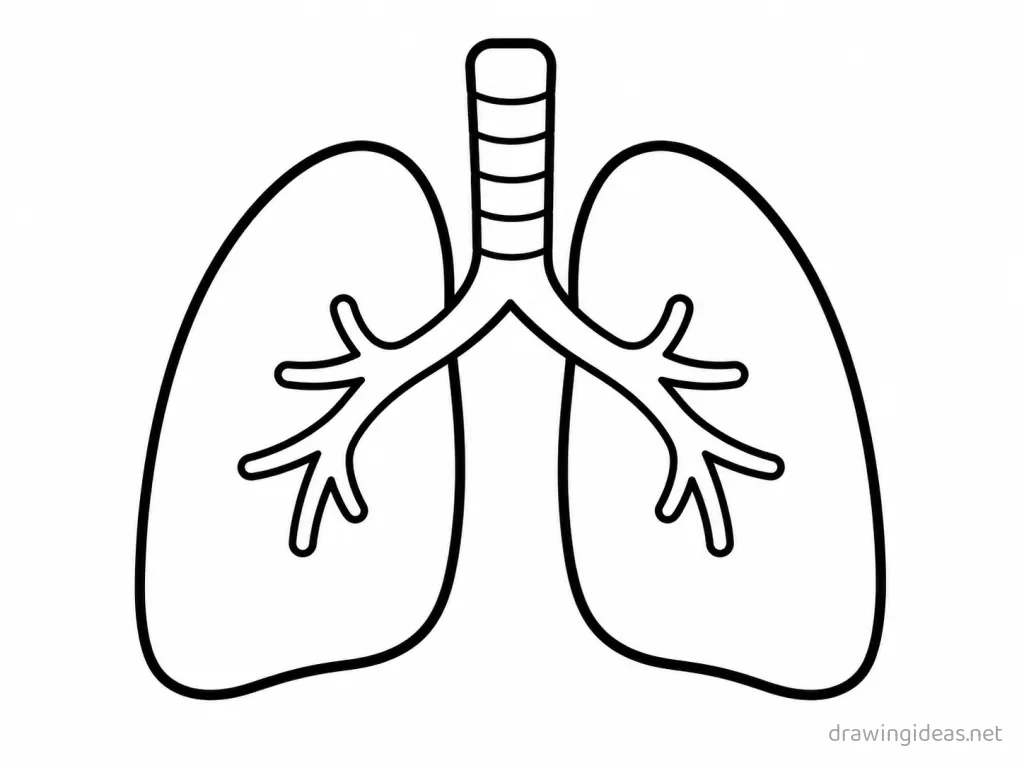 Easy lungs drawing — easy style lungs sketch