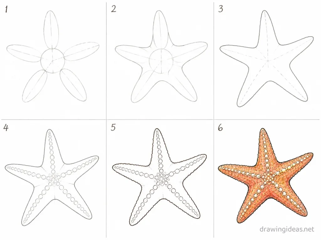 How to draw a starfish step by step — 6-step starfish drawing tutorial grid