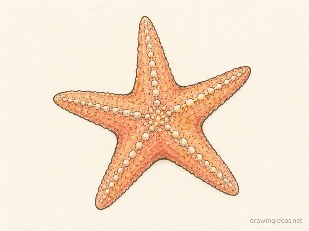 Starfish drawing — hand-drawn starfish illustration with ink lines and soft colors