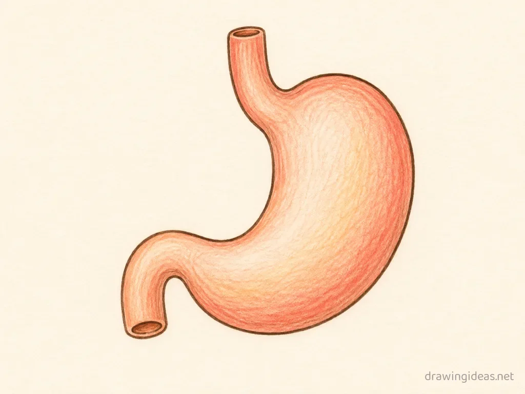 Stomach drawing — hand-drawn stomach illustration with ink lines and soft colors